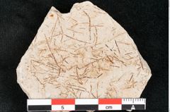 Foto (Detailansicht) von Hypnum sagorianum Ettingshausen (NHMW-GEO-2024-0188-6742)